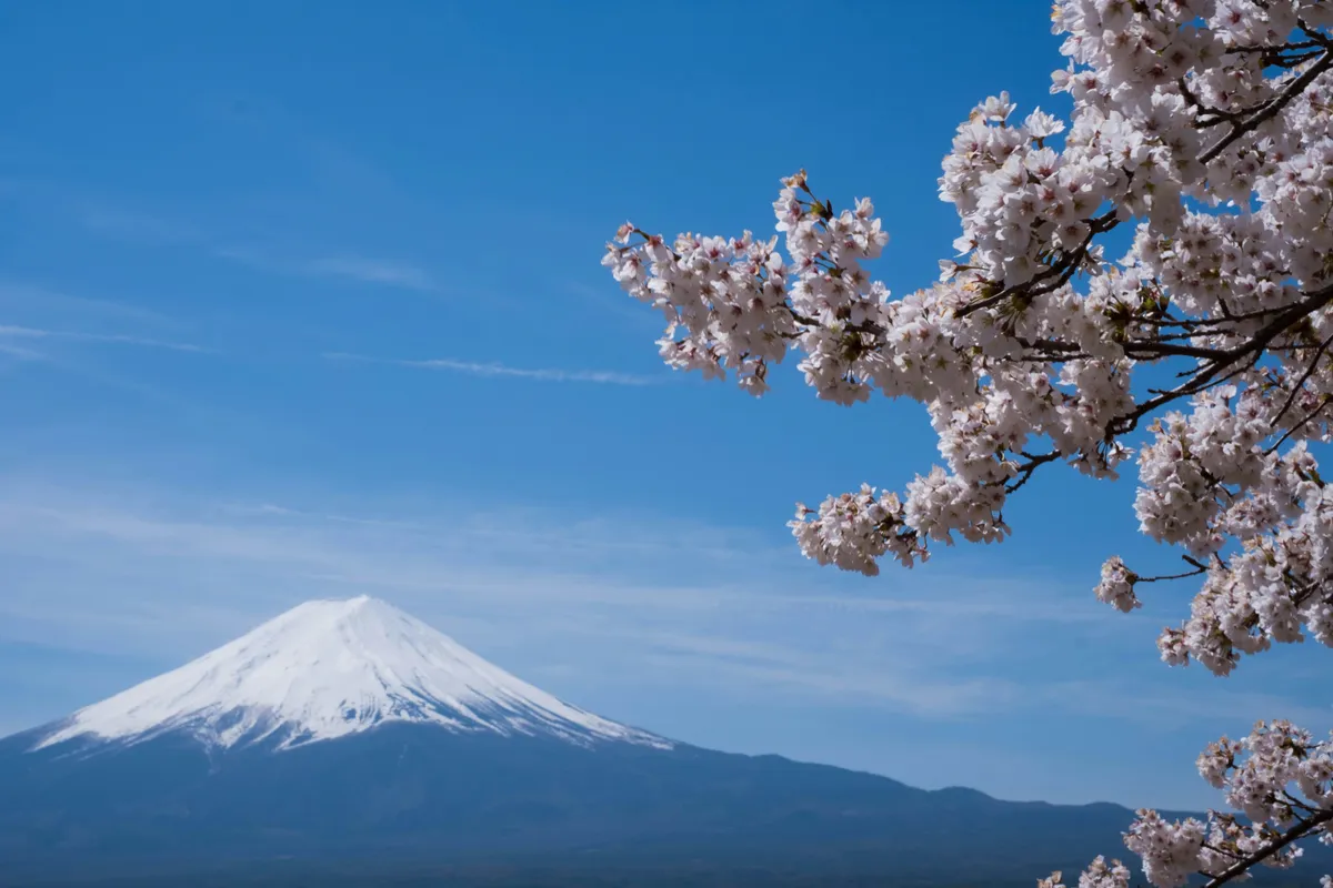Mount Fuji with cherry blossoms in spring under a clear blue sky