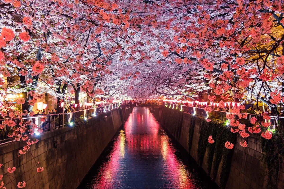 Illuminated cherry blossom trees lining a canal at night in Japan, with pink and red lights reflecting on the water