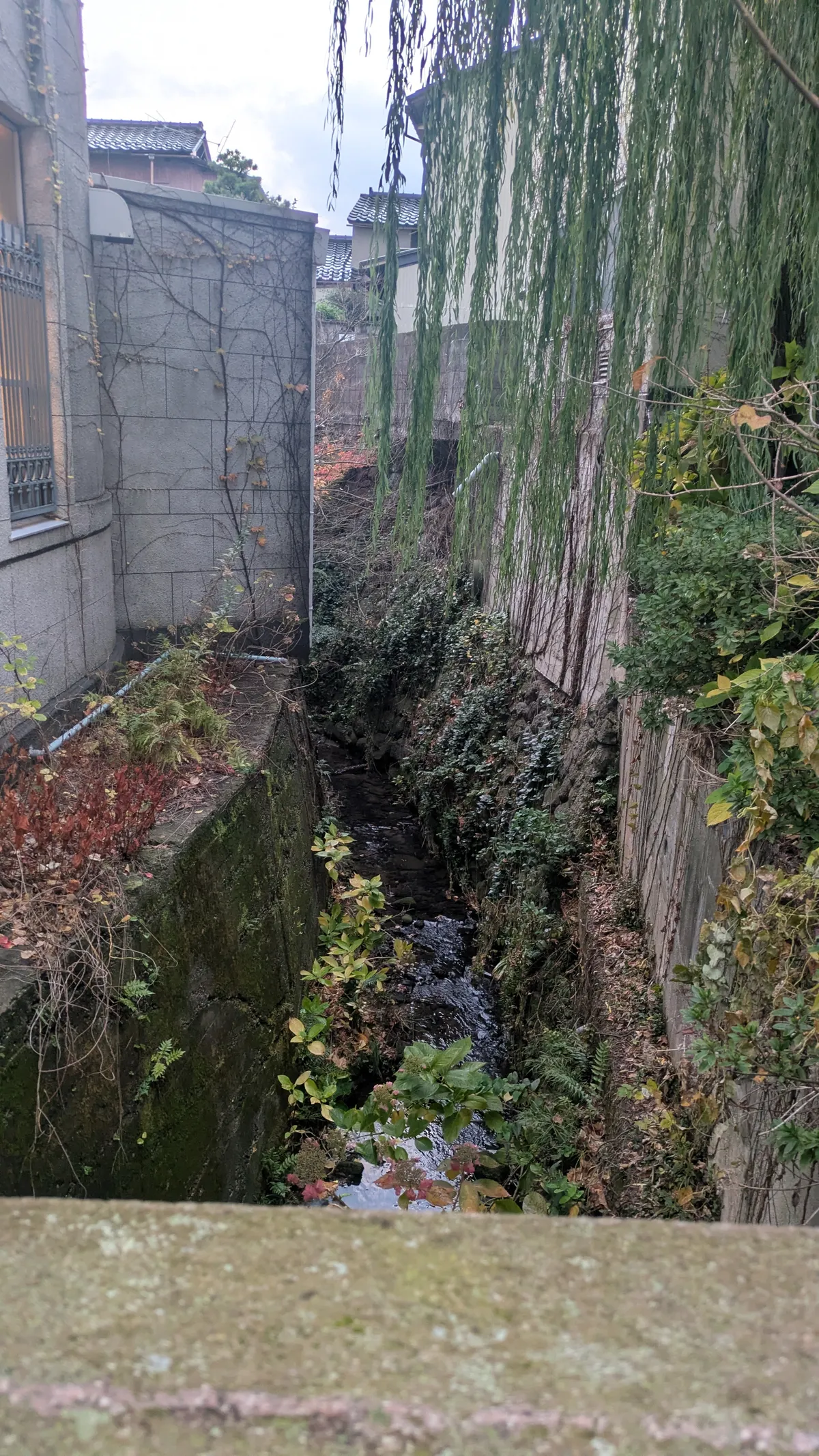 Canal with willow tree and residential buildings in Kanazawa during a cloudy December day