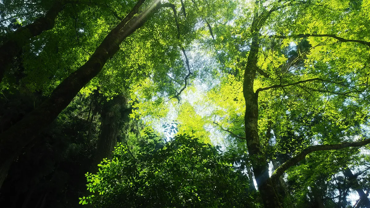 Dense forest canopy near Kifune, with sunlight filtering through layers of green leaves
