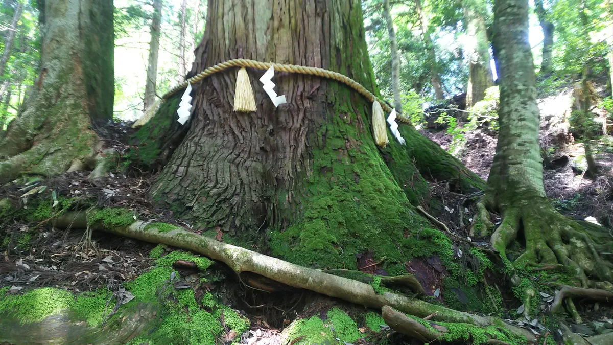 The base of the Aioi Cedar, a 1,000-year-old sacred tree with a shimenawa rope and moss-covered roots