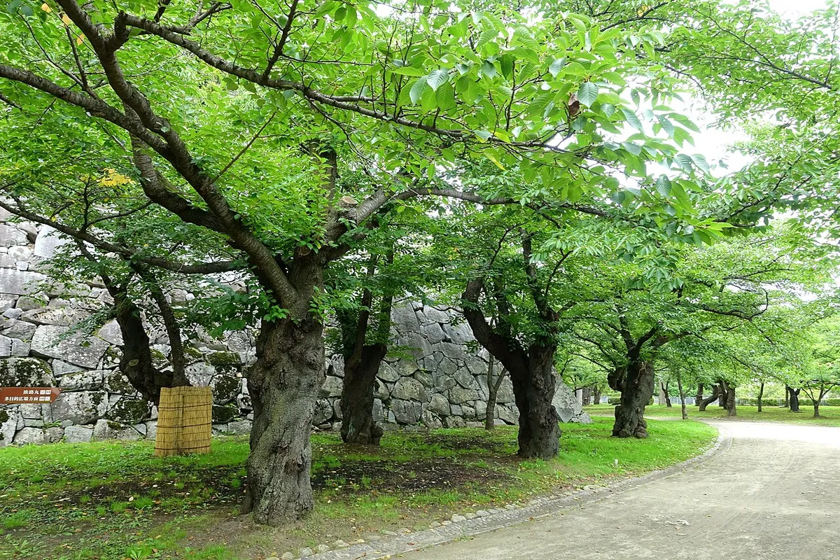 Stone walls and green trees at Morioka Castle ruins